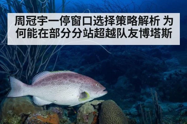 周冠宇一停窗口选择策略解析 为何能在部分分站超越队友博塔斯
